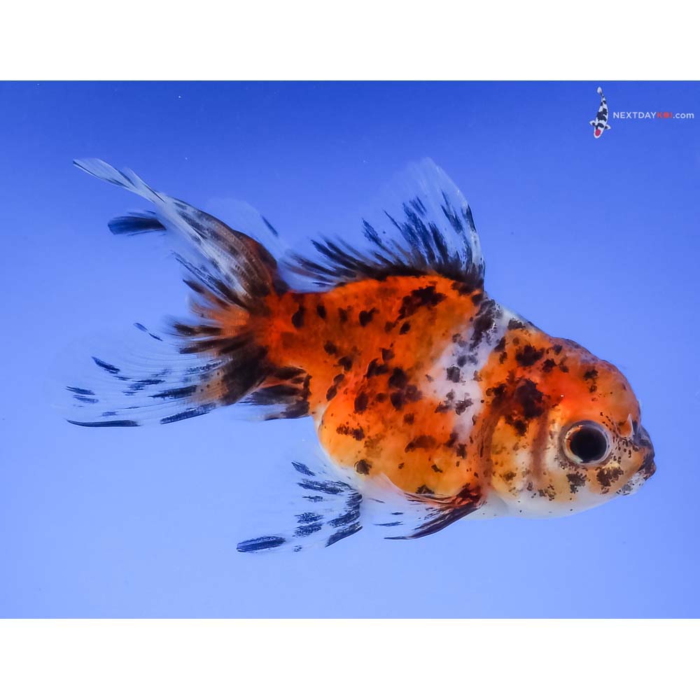 3.5” Imported Calico Oranda