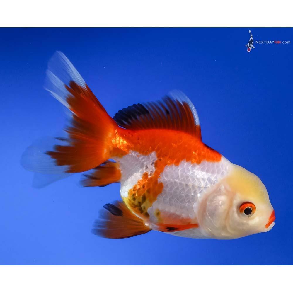4.5” Imported Tri Color Oranda