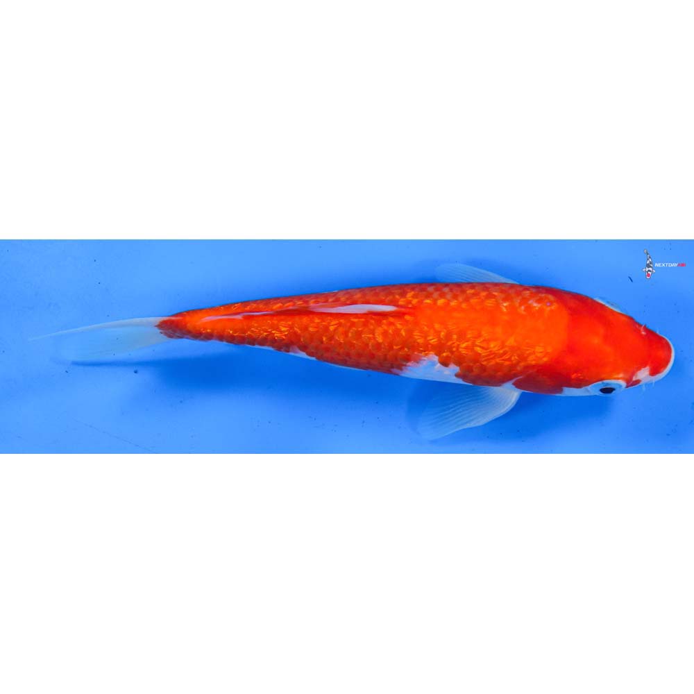 7.5” Imported Gin Rin Kohaku