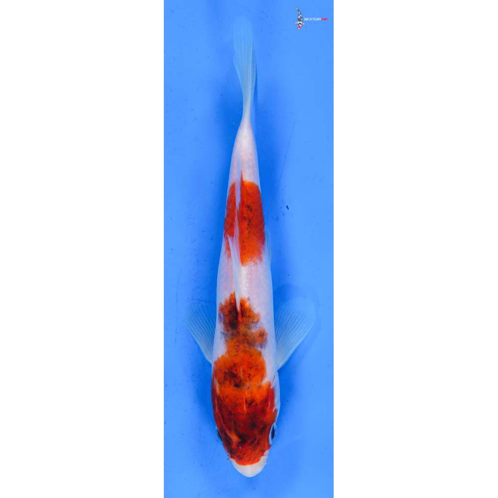 7.5” Imported Goromo
