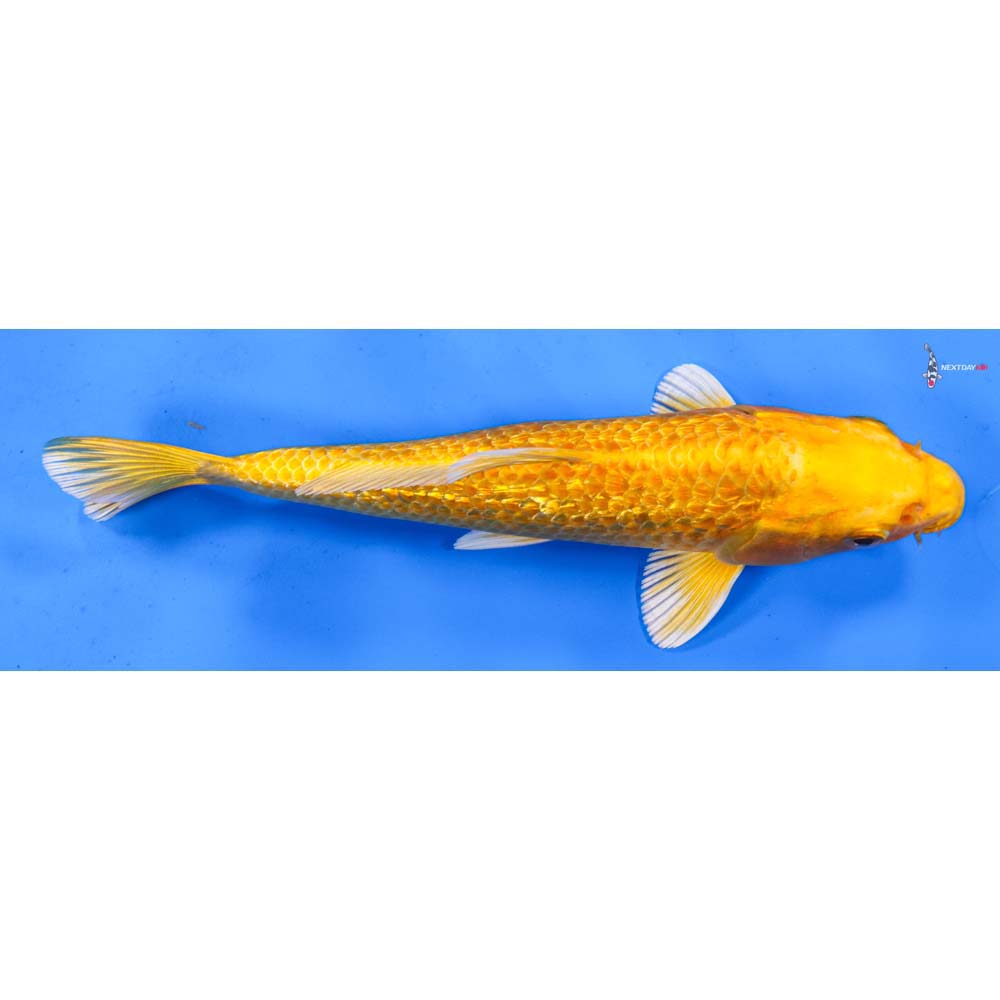 8” Imported Gin Rin Yamabuki Ogon