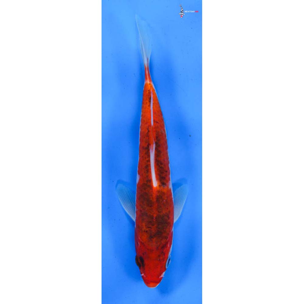 8” Imported Goromo