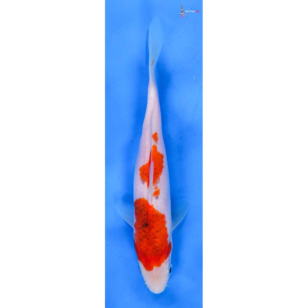 8” Imported Goromo