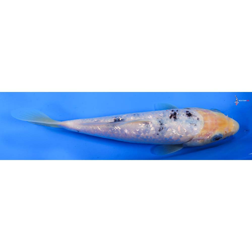 8” Imported Gin Rin Shiro Bekko
