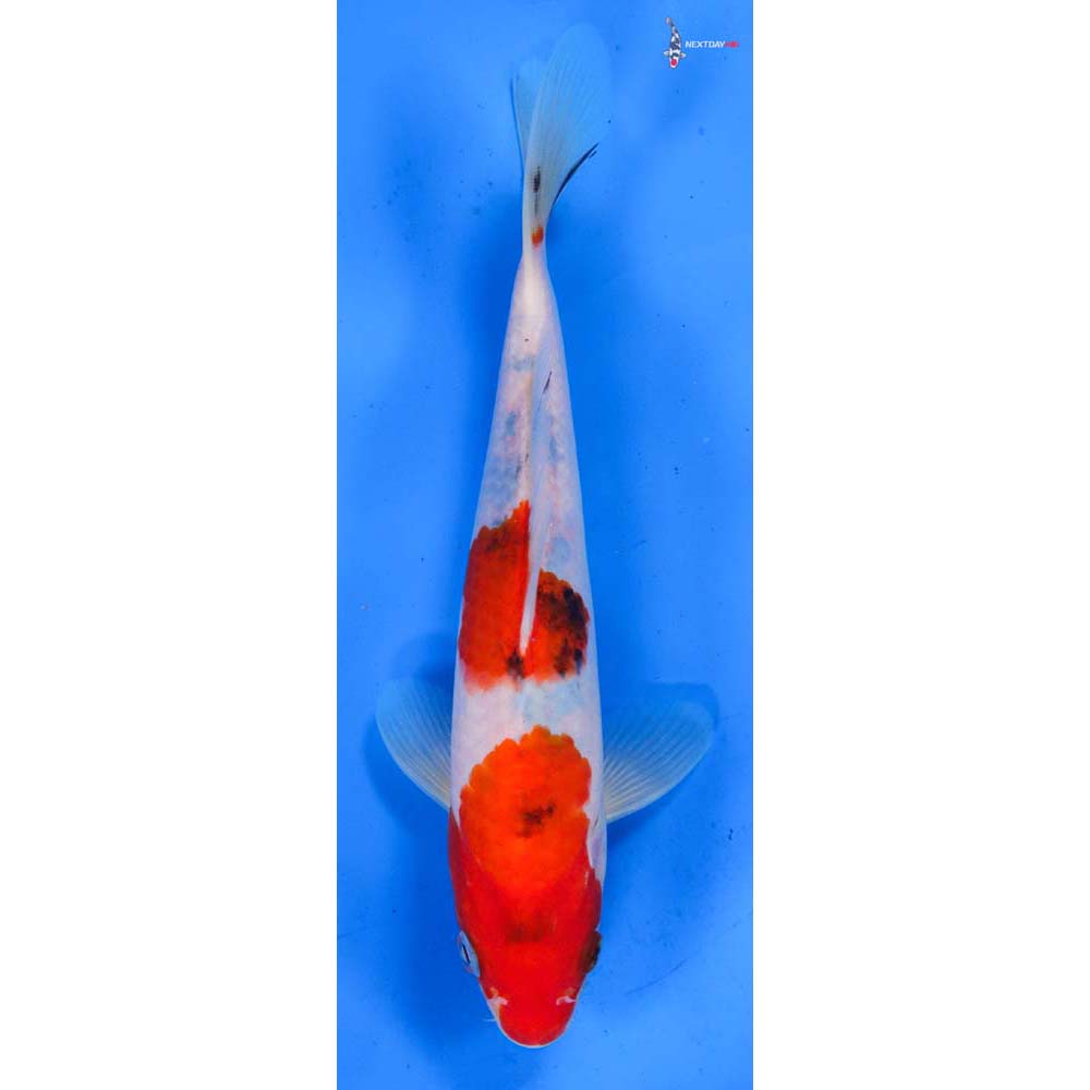 8” Imported Sanke