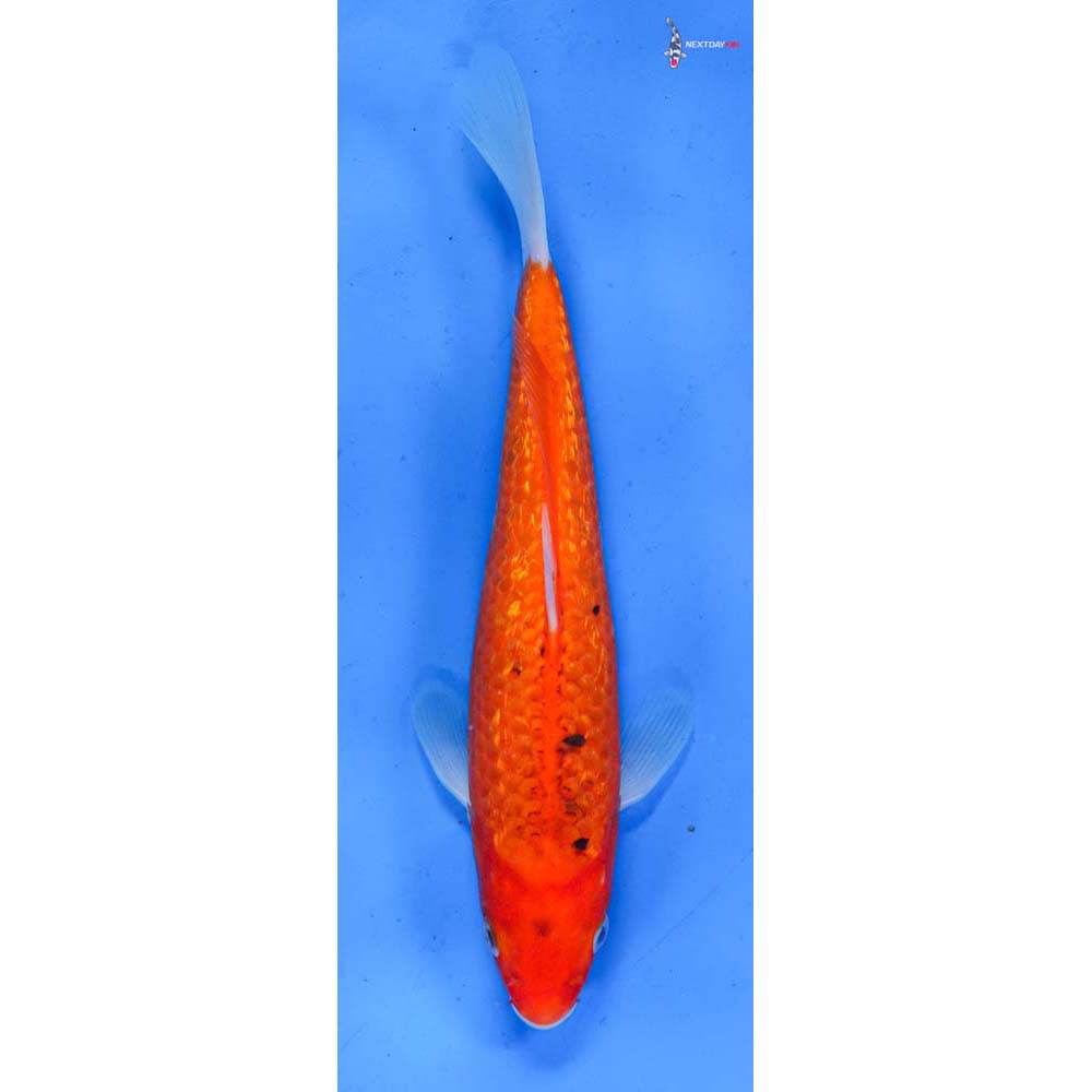 8” Imported Gin rin Sanke
