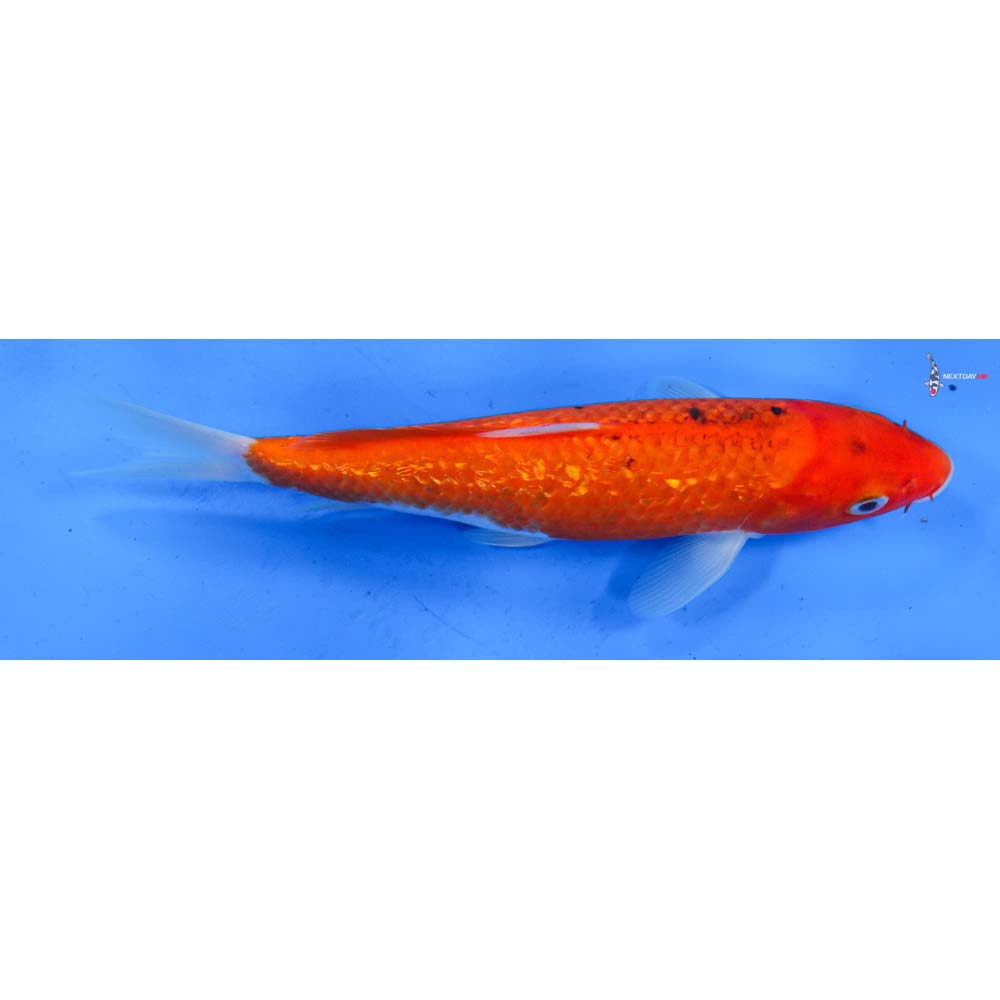 8” Imported Gin rin Sanke