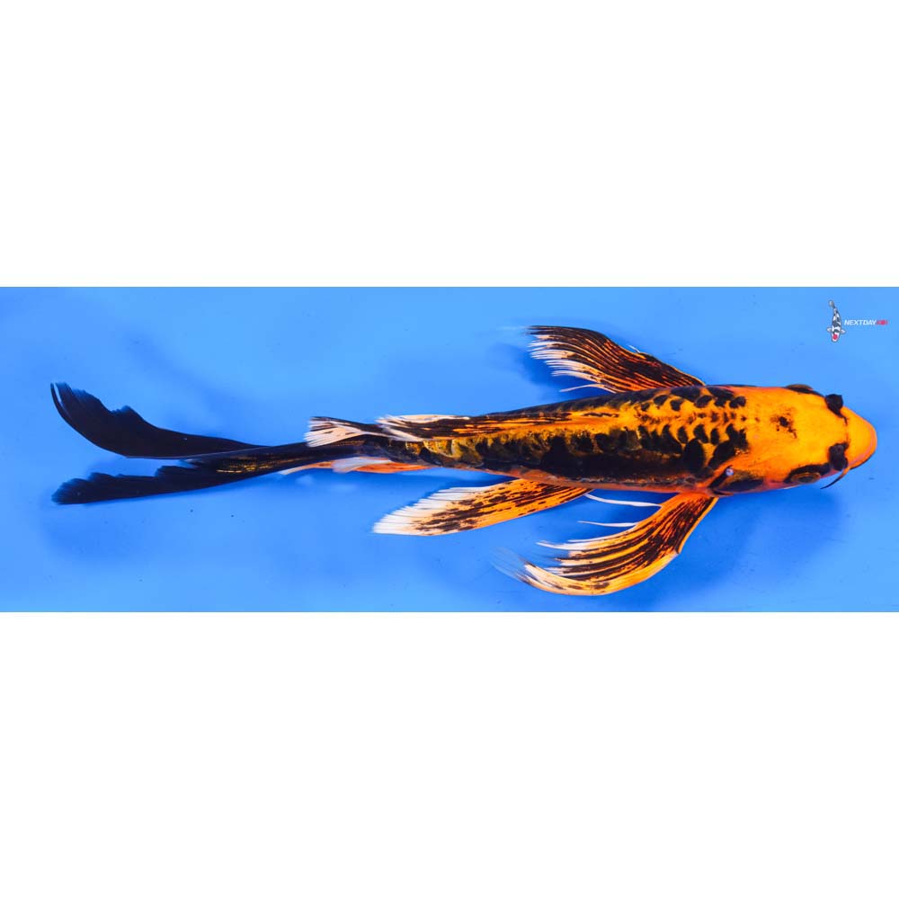 10.5” Imported Kin Kikokuryu Butterfly Koi