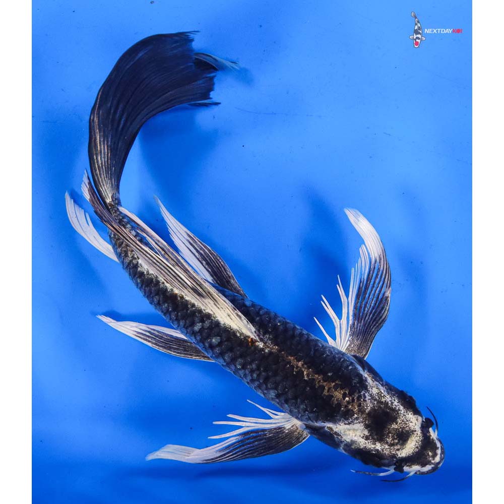 10” Imported Gin Matsuba Butterfly Koi
