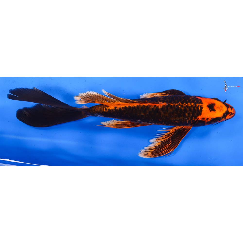 11” Imported Orenji Matsuba Butterfly Koi