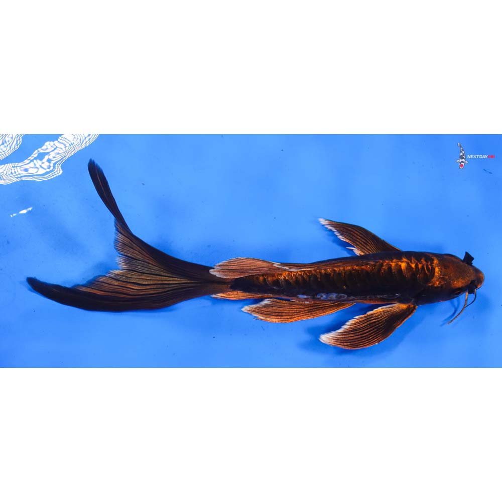11” Imported Kin Kikokuryu Butterfly Koi