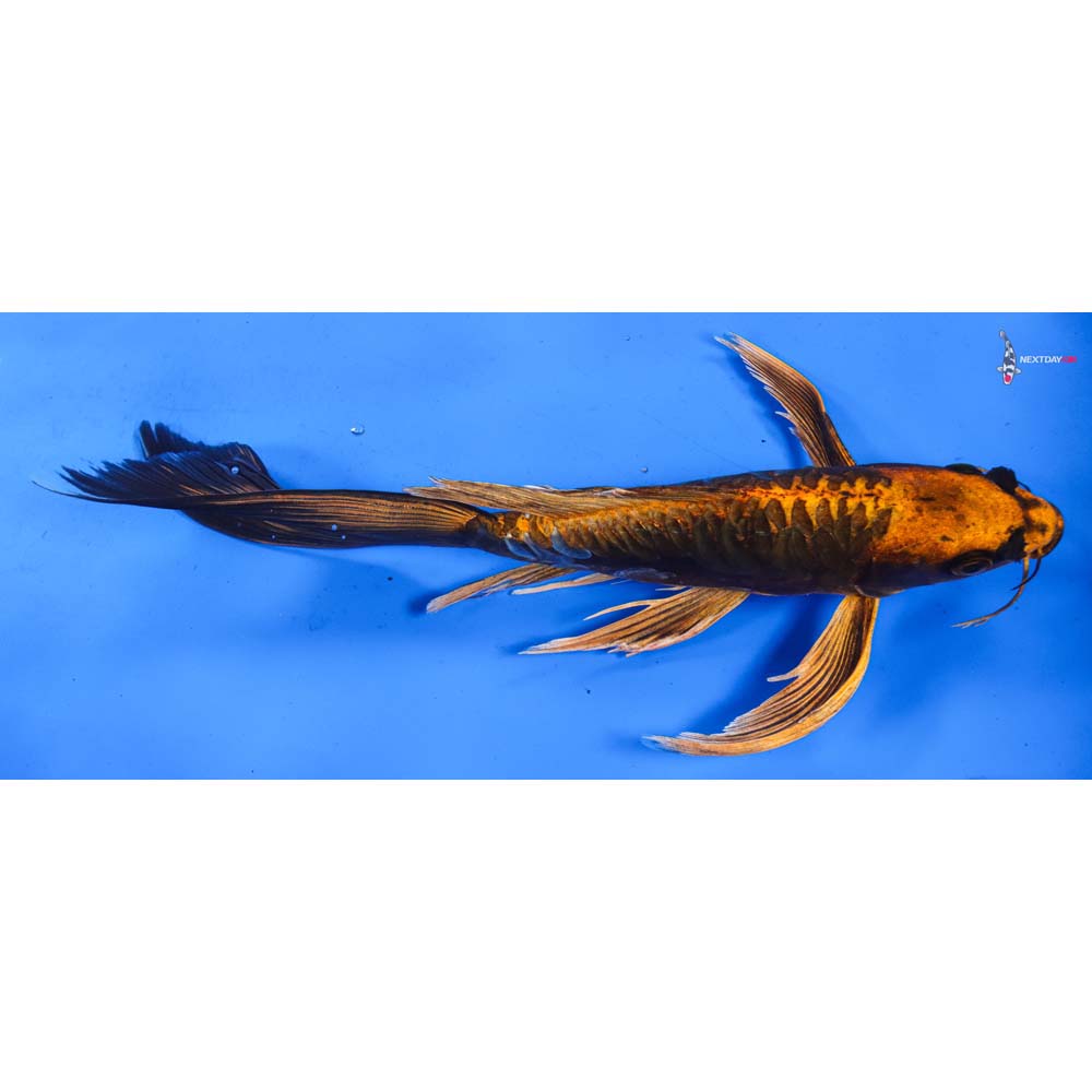 10.5” Imported Kin Kikokuryu Butterfly Koi