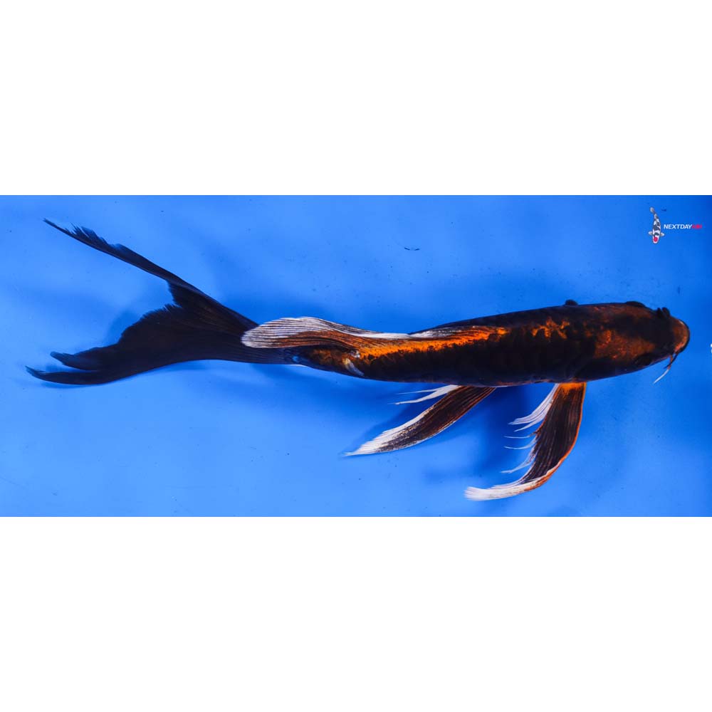 10.5” Imported Kin Kikokuryu Butterfly Koi