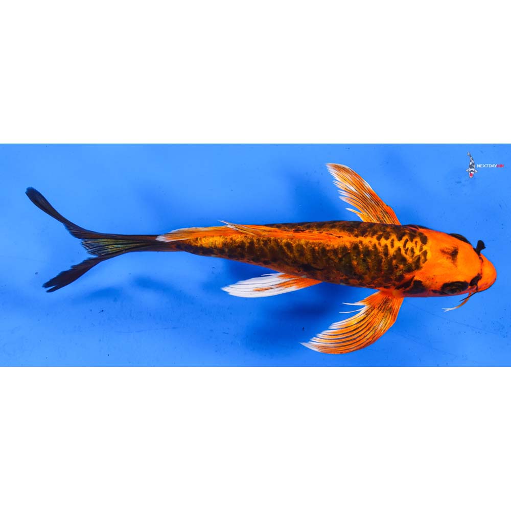 9.5” Imported Armor Scaled Orenji Matsuba Butterfly Koi