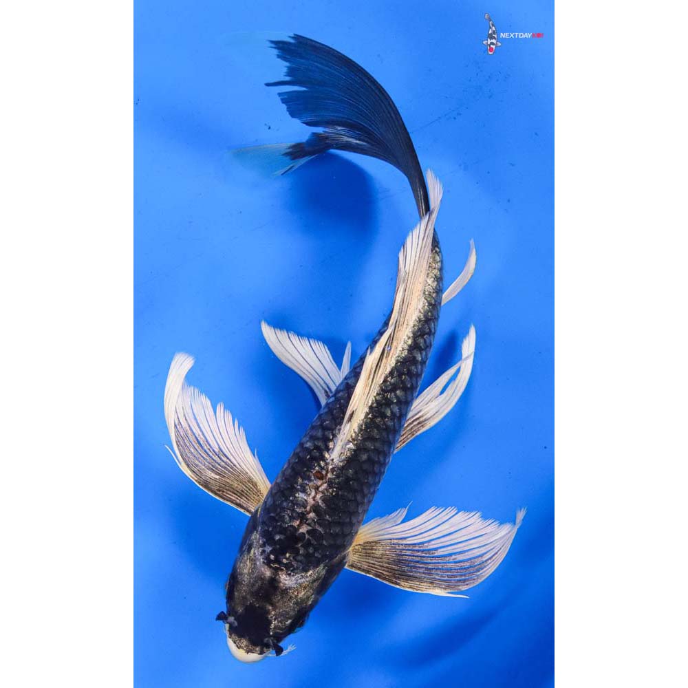 9.5” Imported Gin Matsuba Butterfly Koi