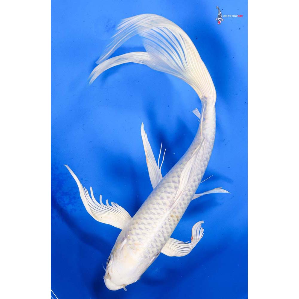 11” Imported Lemon Hariwake Butterfly Koi