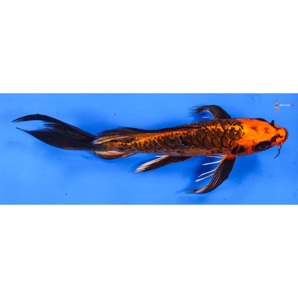 11” Imported Armor Scaled Orenji Matsuba Butterfly Koi
