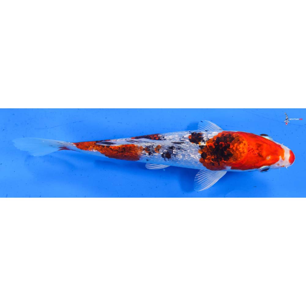 6.5” Imported Gin Rin Yamato Nishiki