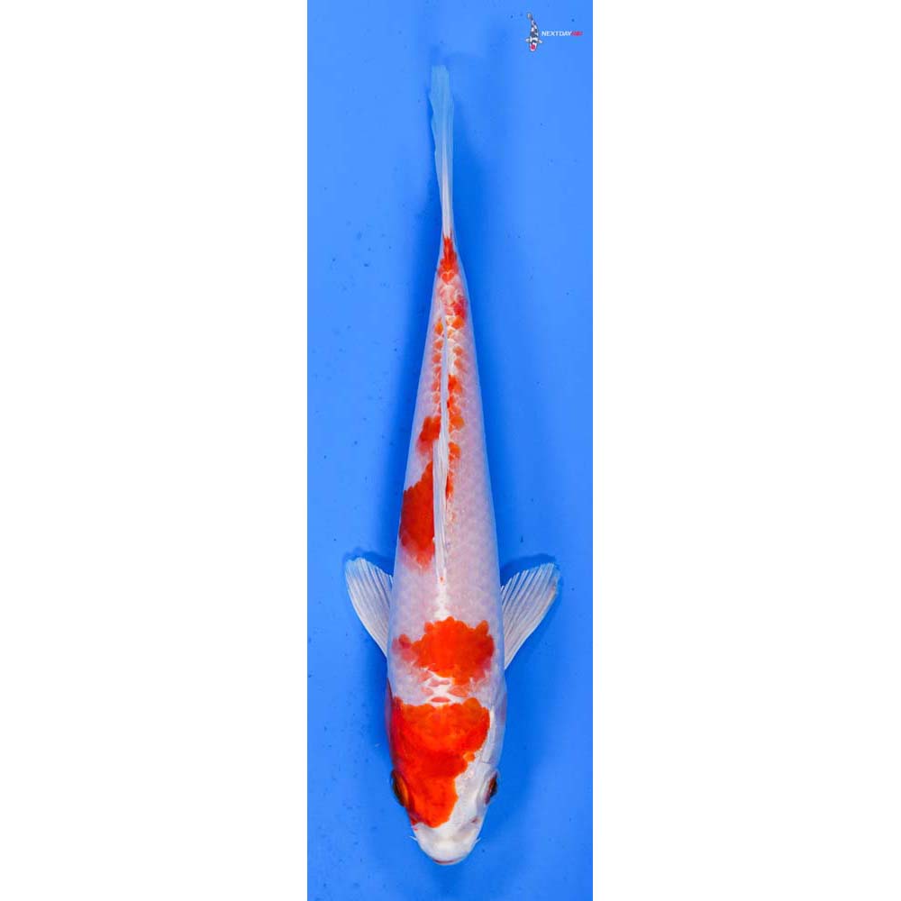 7” Imported Hariwake