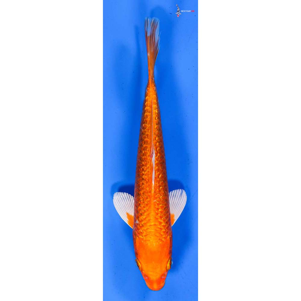 7” Imported Gin Rin Orenji Ogon