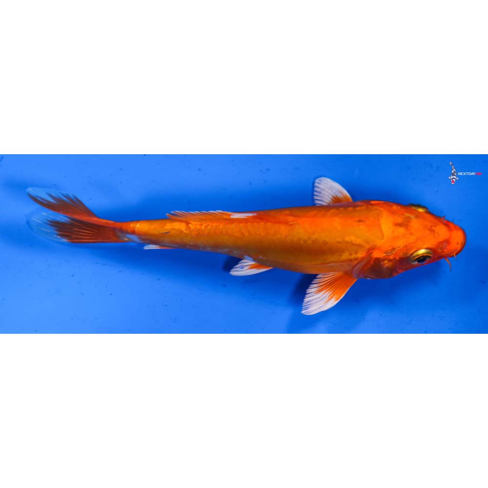 6.5” Imported Doitsu Orenji Ogon