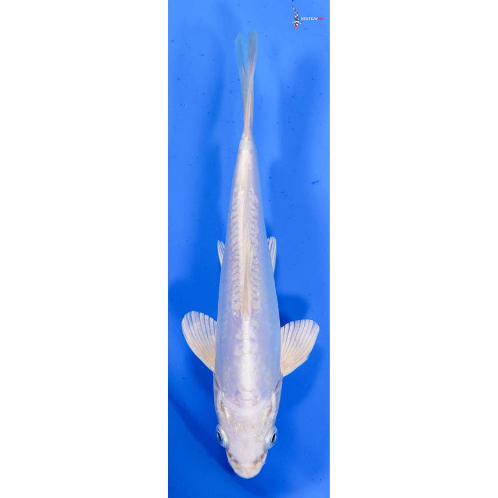 6.5” Imported Doitsu Platinum Ogon