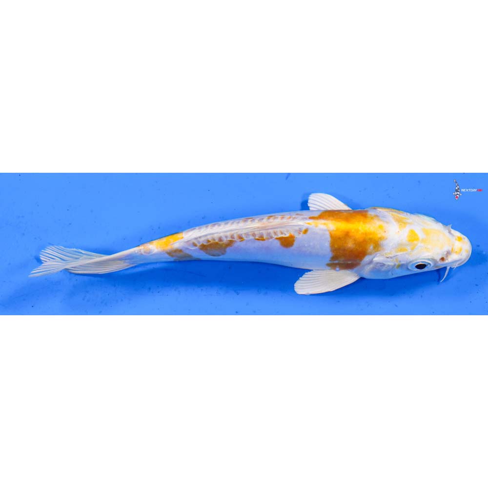 6” Imported Doitsu Lemon Hariwake