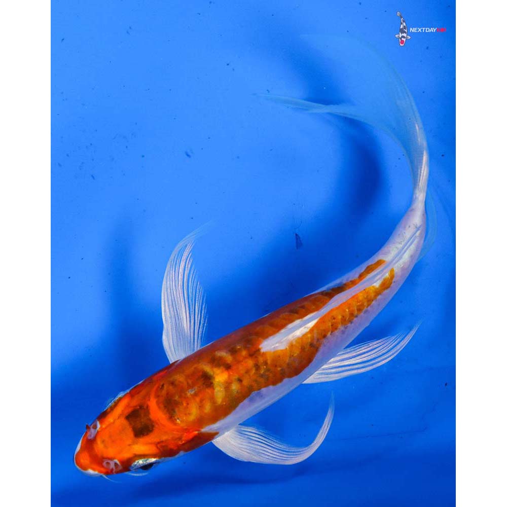 6” Imported Heisei Nishiki Butterfly Koi