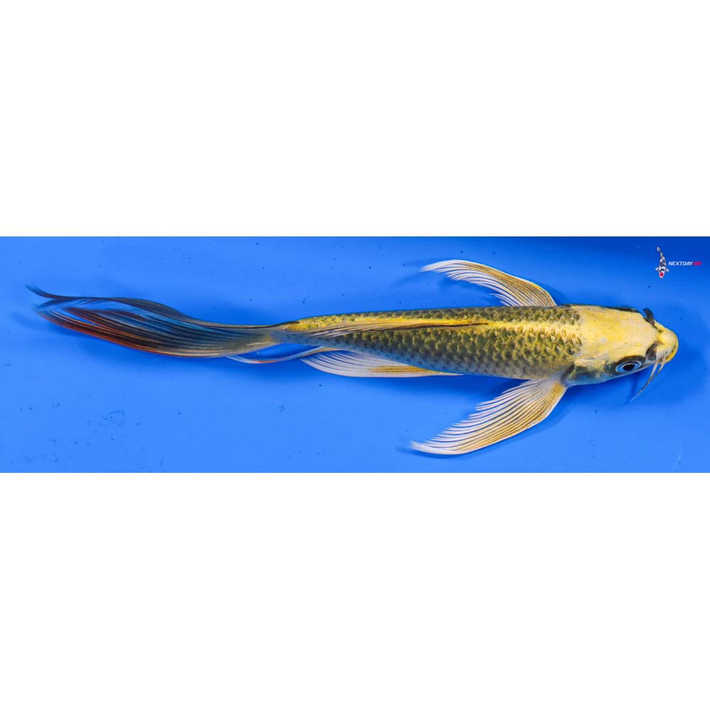 7” Imported Ki Matsuba Butterfly Koi