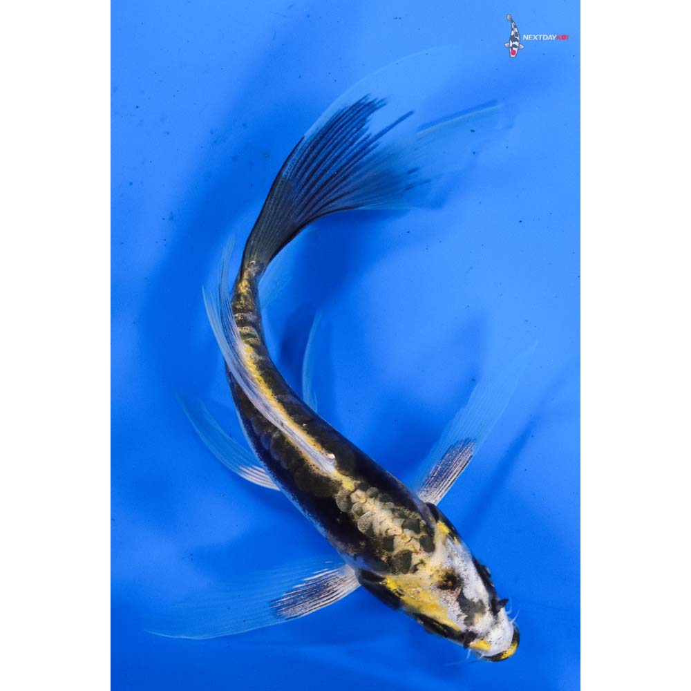 6” Imported Kin Kikokuryu Butterfly Koi
