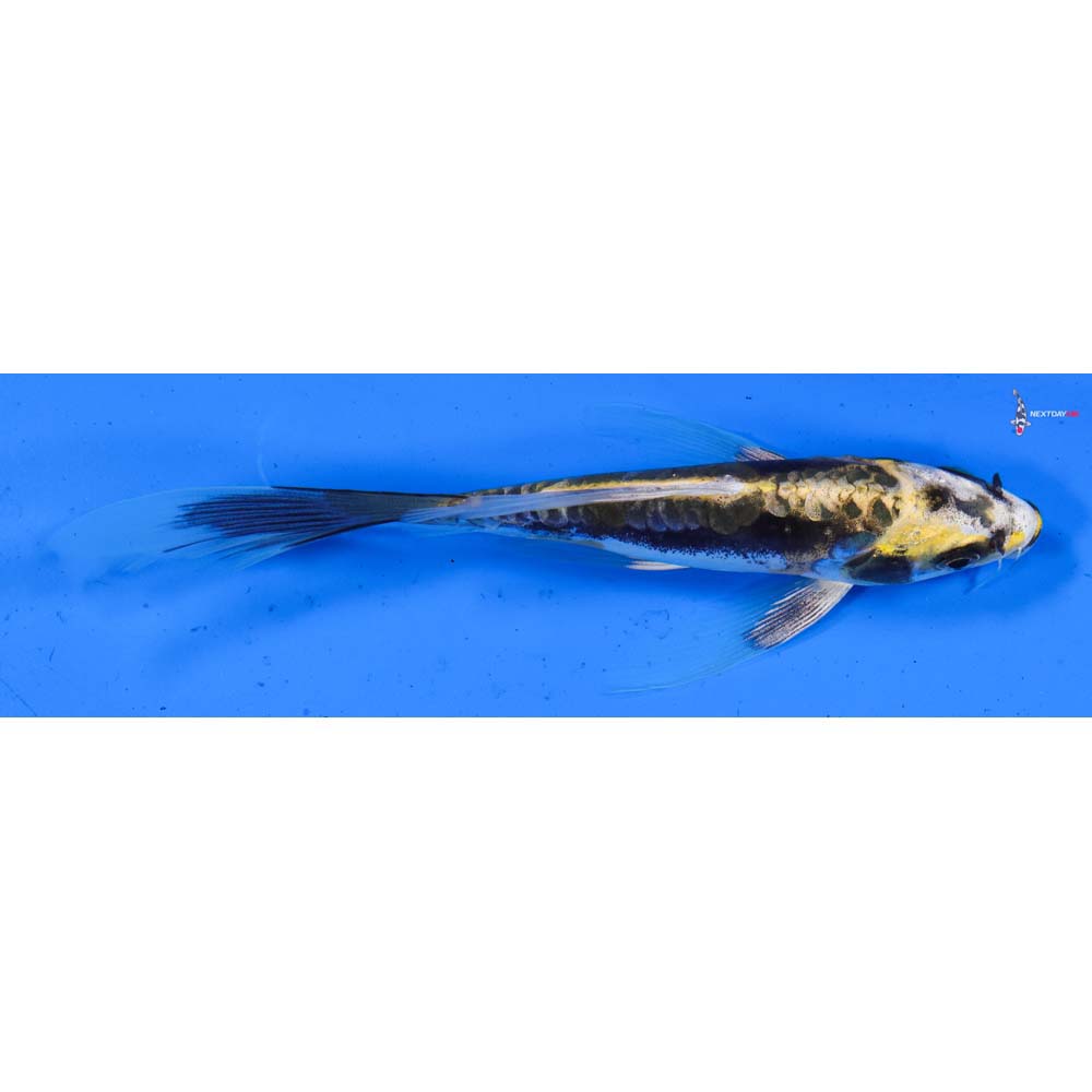 6” Imported Kin Kikokuryu Butterfly Koi