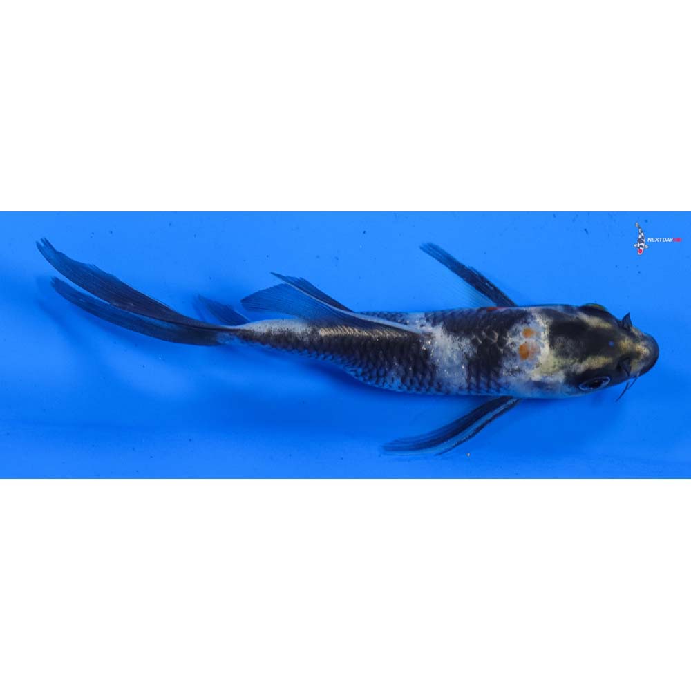 5.5” Imported Showa Butterfly Koi