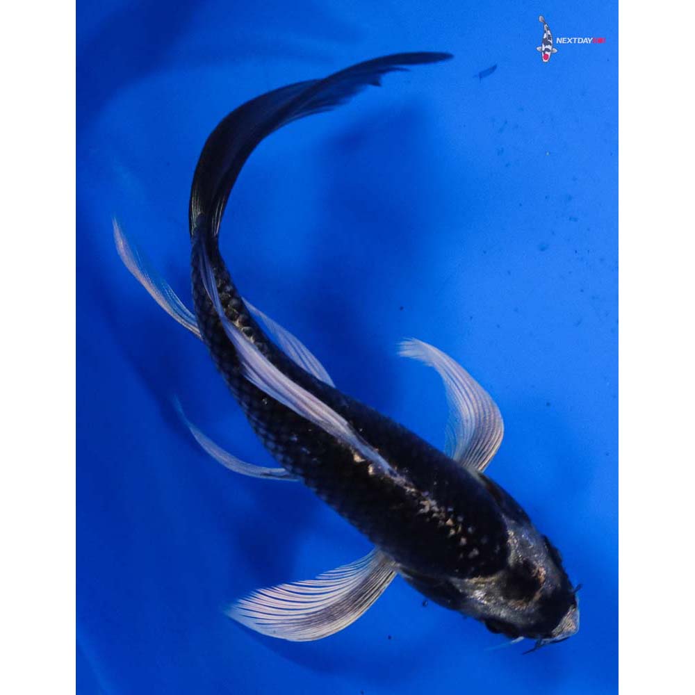 5.5” Imported Kujaku Butterfly Koi