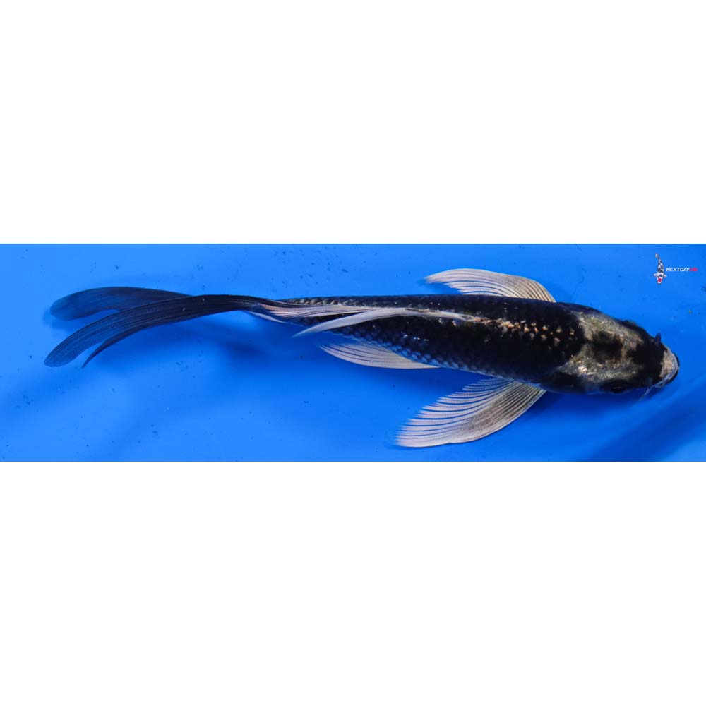 5.5” Imported Kujaku Butterfly Koi
