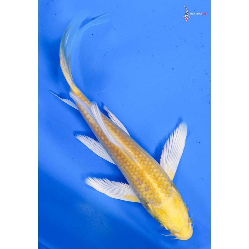 5.5” Imported Yamabuki Ogon Butterfly Koi