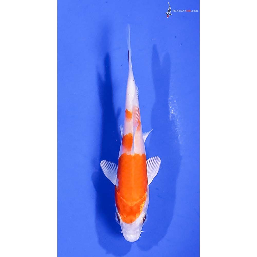 3.5” Imported Hariwake