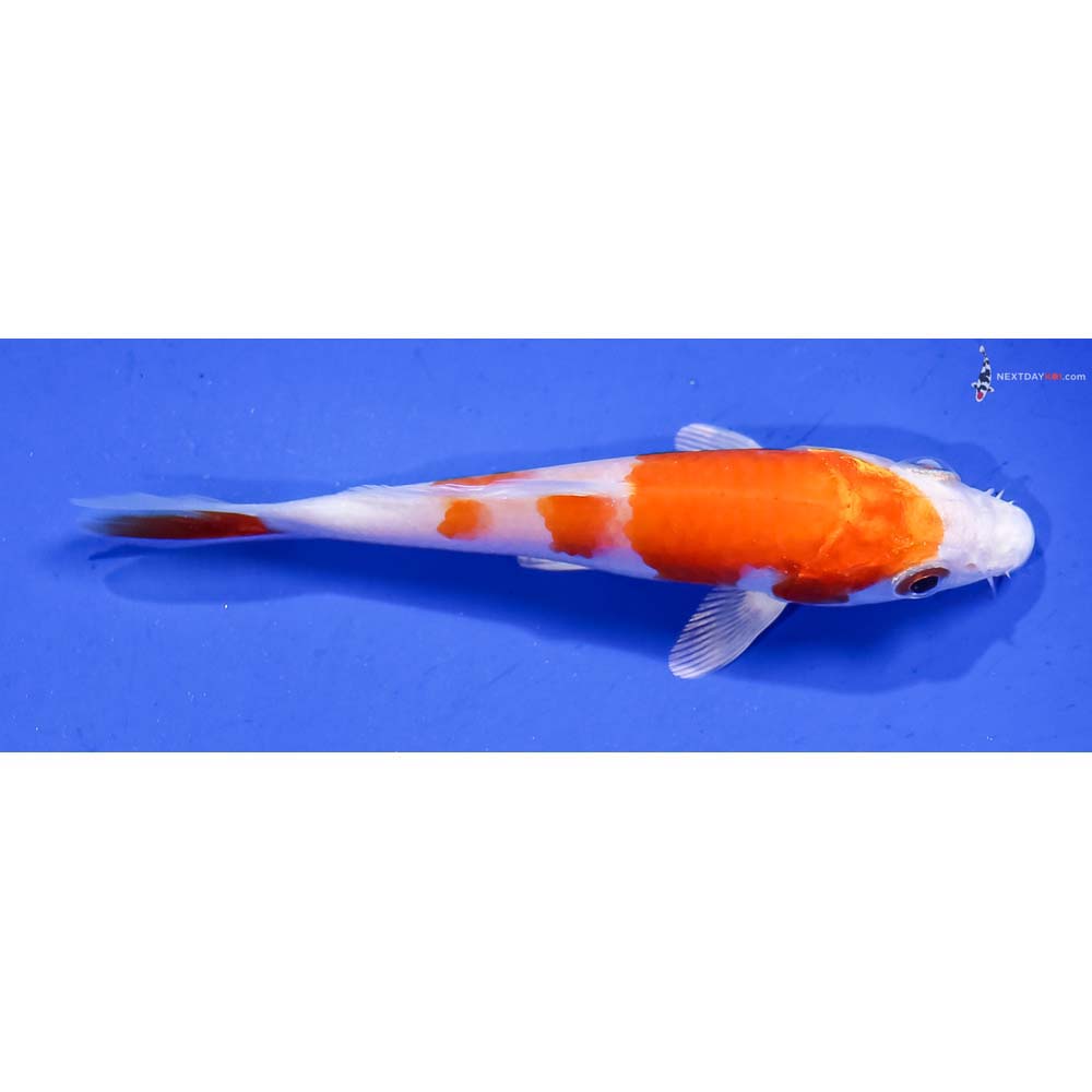 3.5” Imported Hariwake