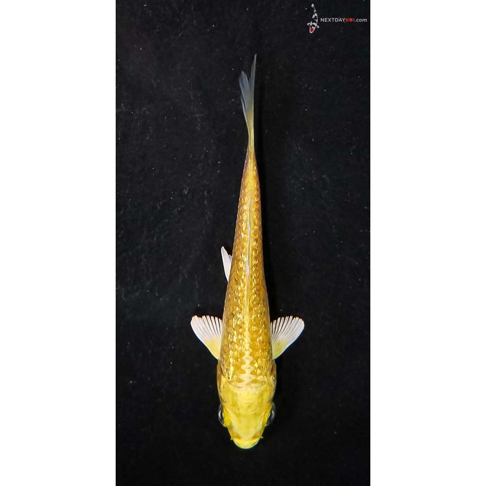 3.5” Imported Gin Rin Yamabuki Ogon