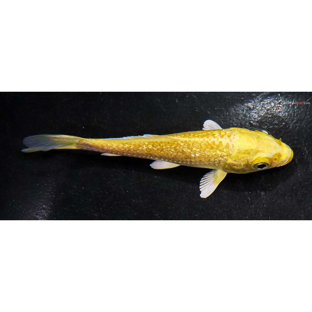 3.5” Imported Gin Rin Yamabuki Ogon