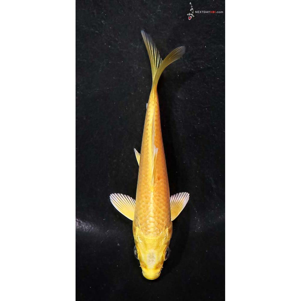 4” Imported Yamabuki Ogon