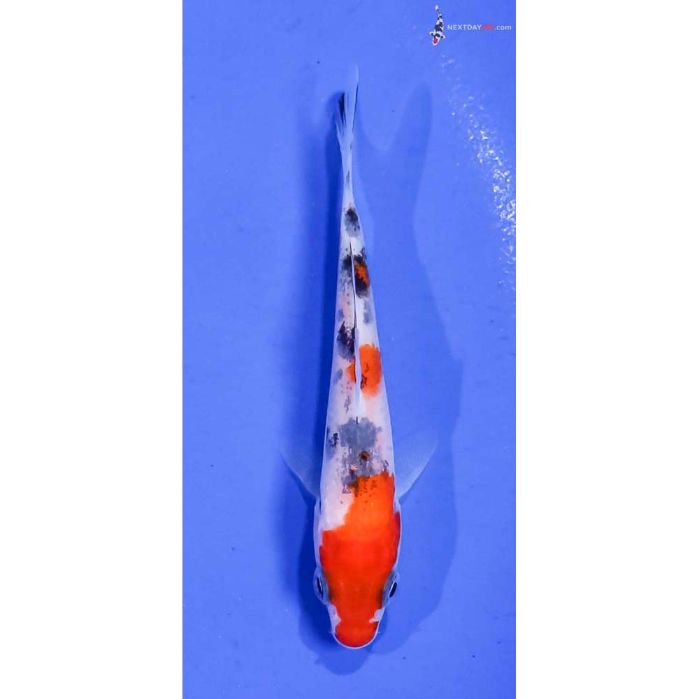 3.5” Imported Sanke