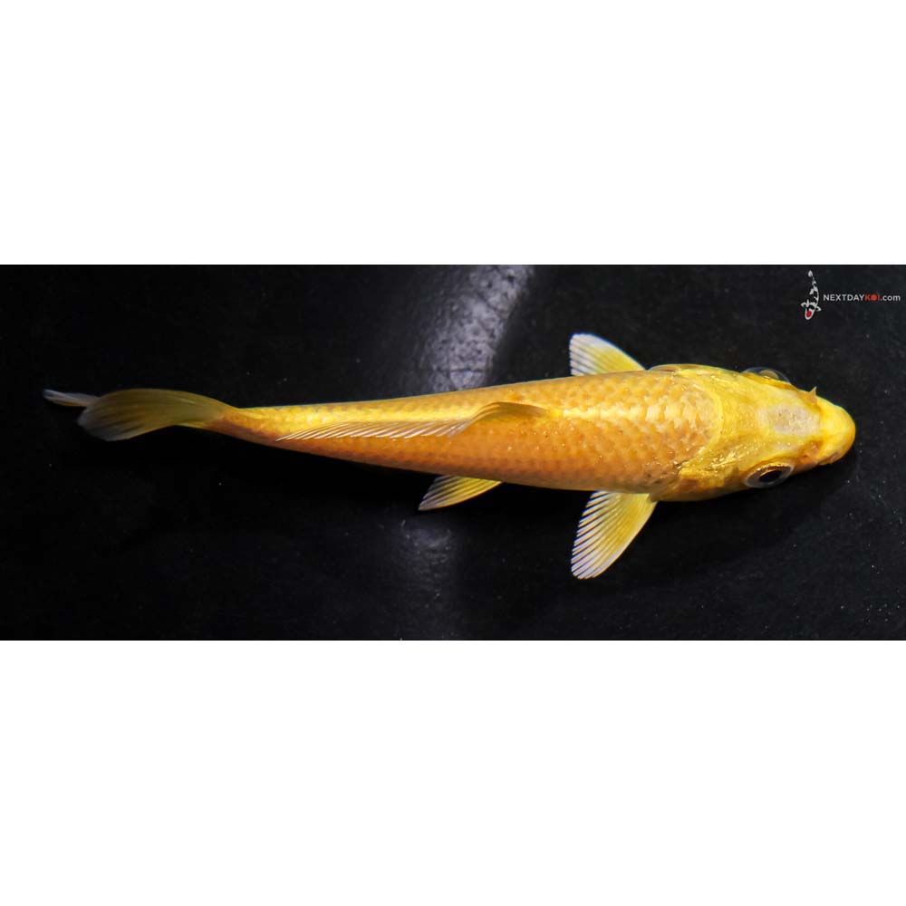 4” Imported Yamabuki Ogon