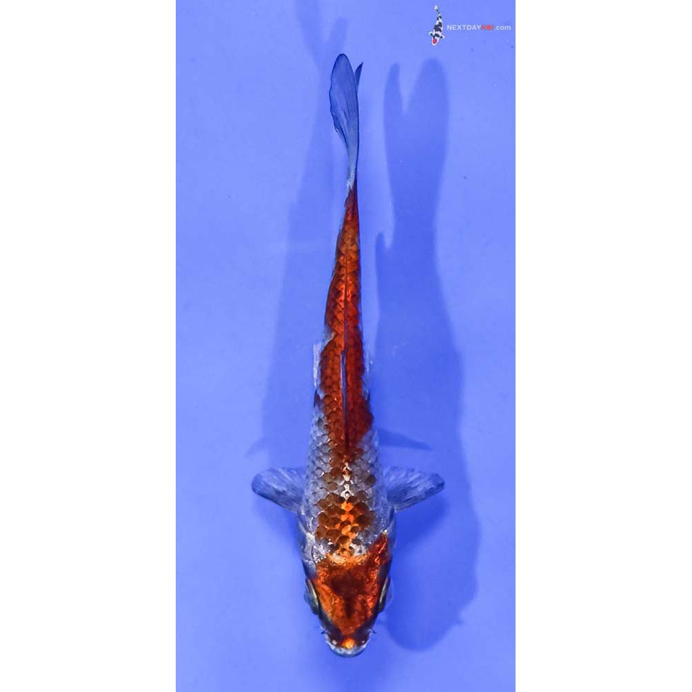 4” Imported Kujaku