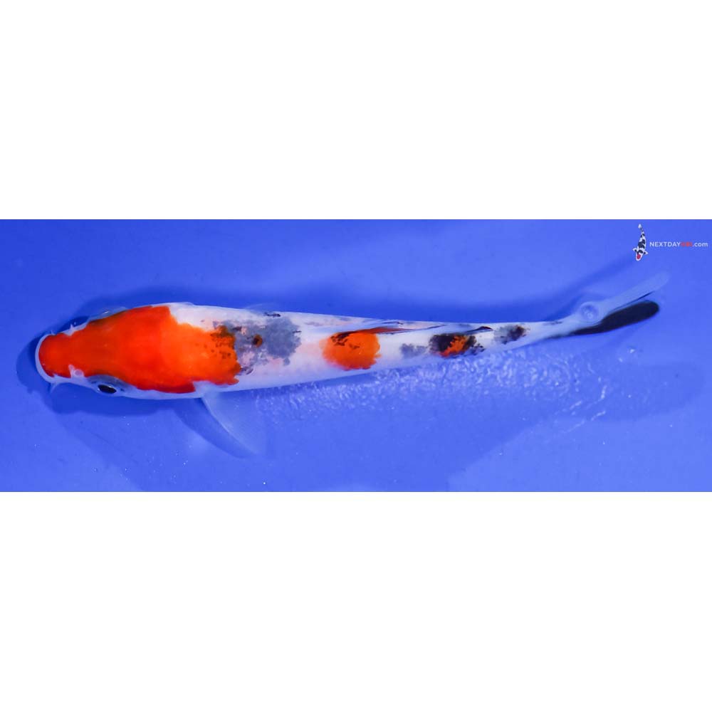 3.5” Imported Sanke
