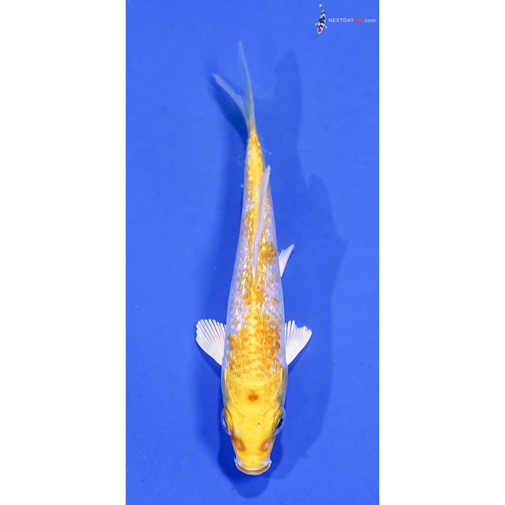 4” Imported Gin Rin Lemon Hariwake