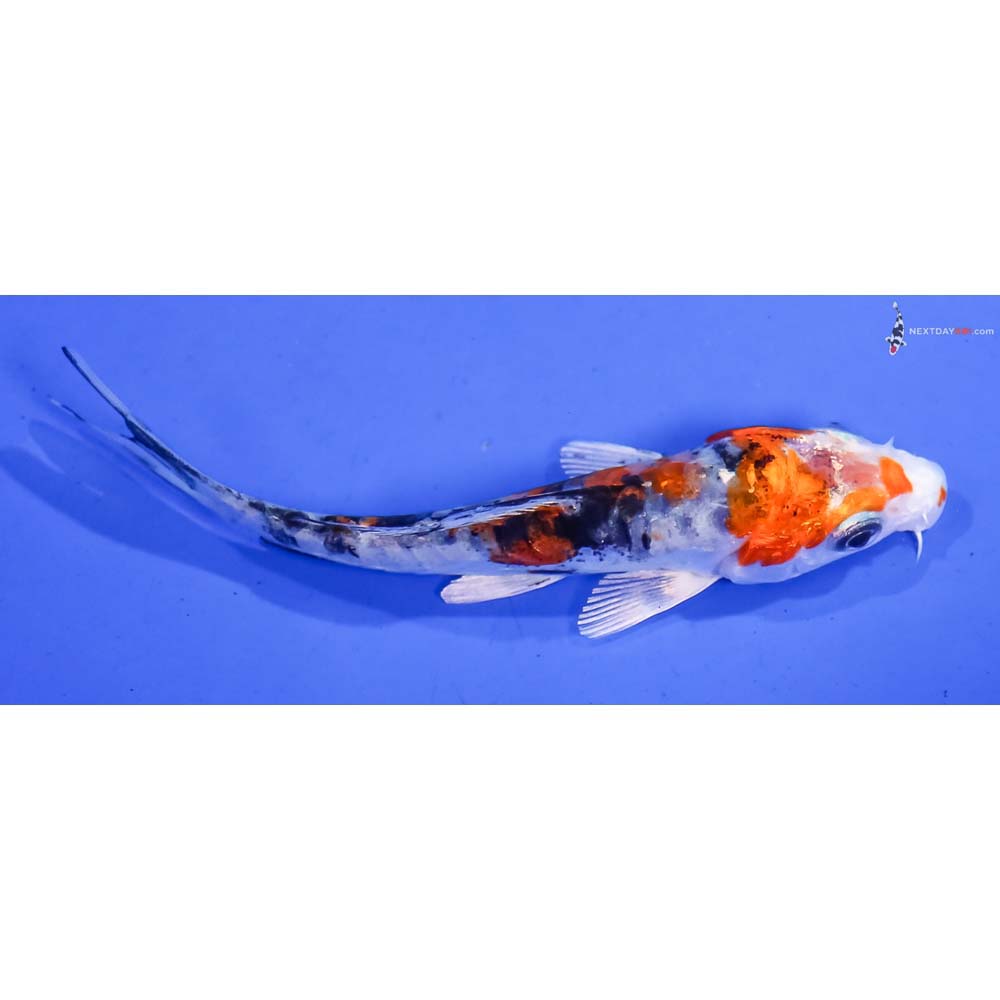 4” Imported Heisei Nishiki