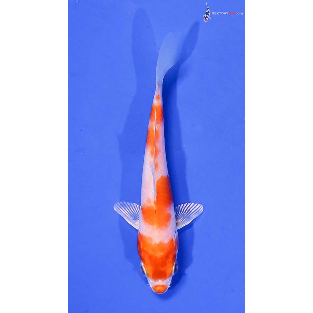 4” Imported Hariwake