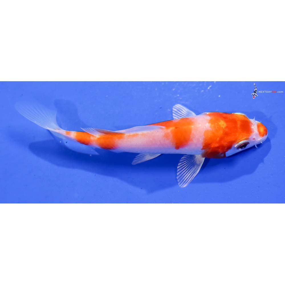 4” Imported Hariwake