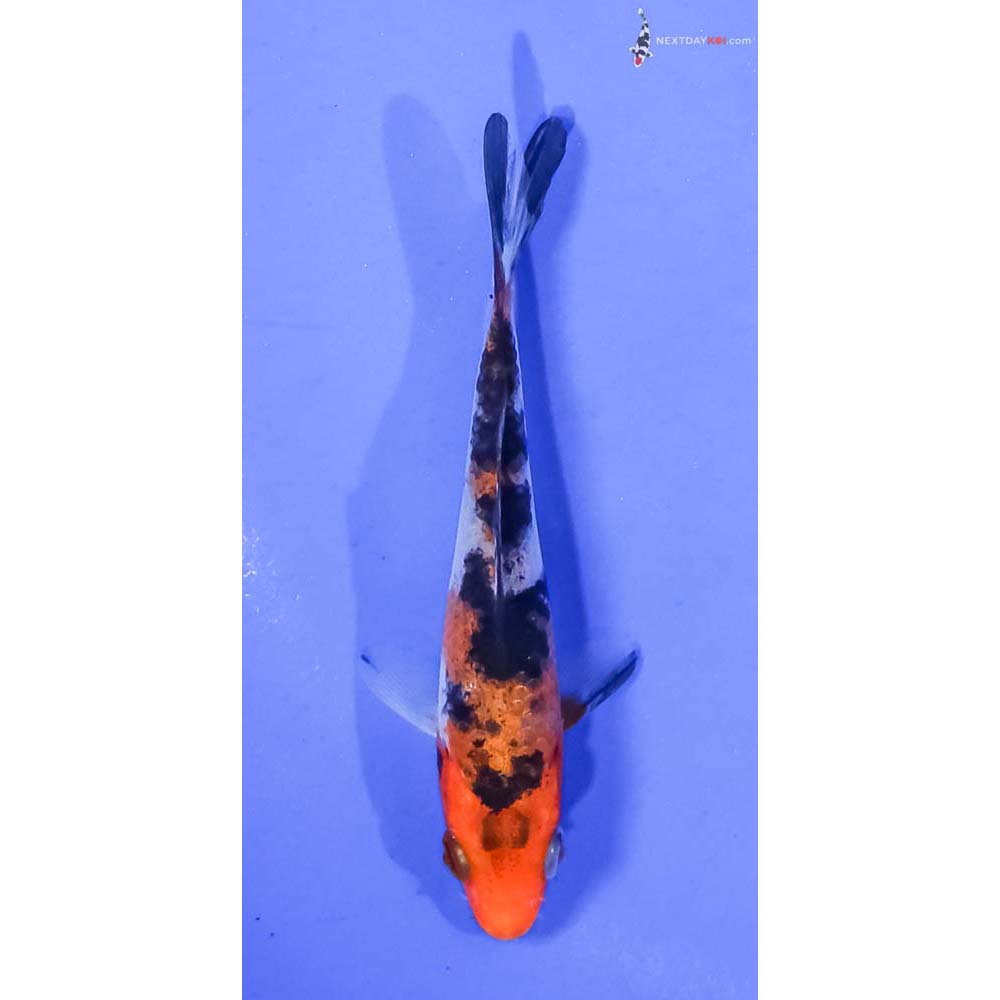 4” Imported Sanke