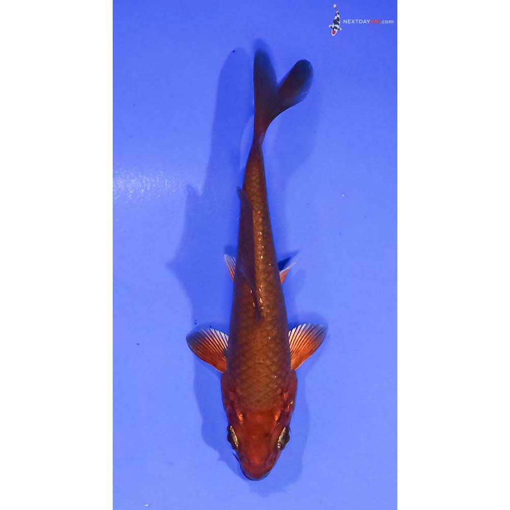 4.5” Imported Chagoi